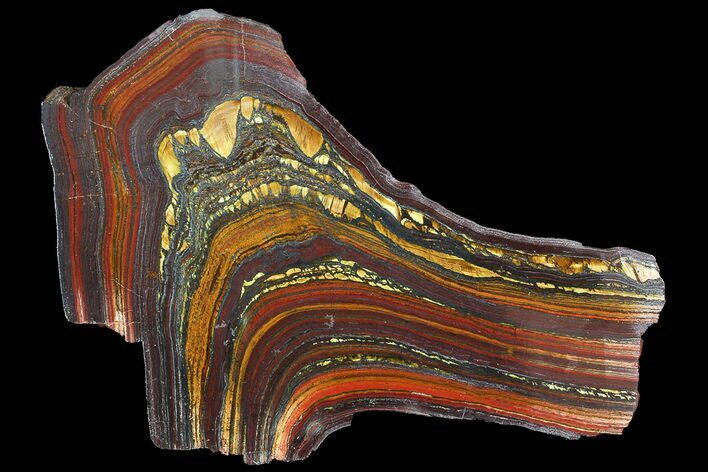 Polished Tiger Iron Stromatolite - ( Billion Years) #92832